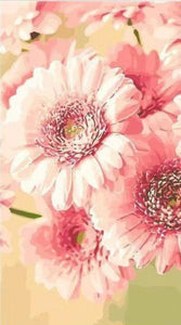 Pink Gerberas