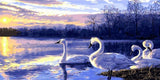 Swans