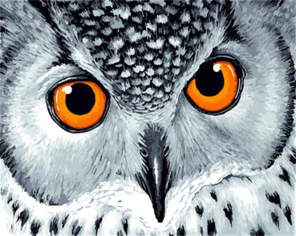 Owl Eyes On You