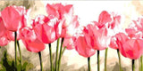 Pink Tulips